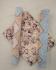 Bedsheet Udaipur Print 90X108