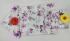 BEDSHEET ERODE AHEMADHABAD PRINT 60X90 2 PILLOW COVER
