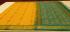 SAREES NEGAMAM WITH BLOUSE