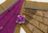 SAREES NEGAMAM WITH BLOUSE