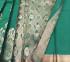 PL BIG BUTTA SAREE