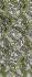 BEDSHEET ERODE AHEMADHABAD PRINT 60X90 2 PILLOW COVER