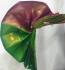 THIRUBHUVANAM HF ZARI SILK SAREE WITH BLOUSE